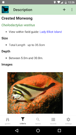 Lady Elliot Island