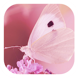 Pink butterfly lovely theme icon