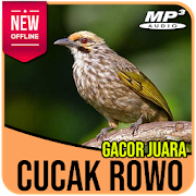 Suara Kicau Cucak Rowo Fighter Gacor