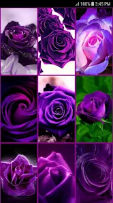 Violett Rosen Hintergrundbilder - Lila Rosen – Apps bei Google Play