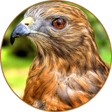 Hawk (Animal) Sounds icon