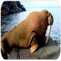 Walrus sounds