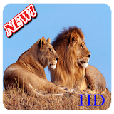 HD Lion Wallpapers icon