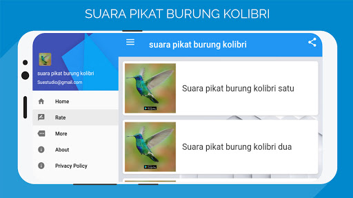 suara pikat burung kolibri