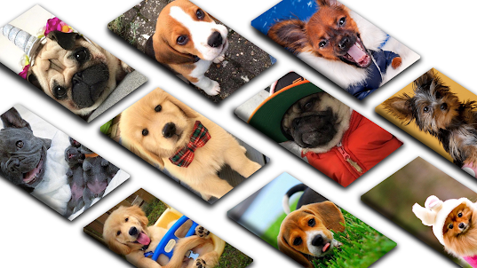 Cute Puppy HD Wallpaper