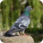 Cover Image of ดาวน์โหลด Pigeon Sounds 1.5 APK