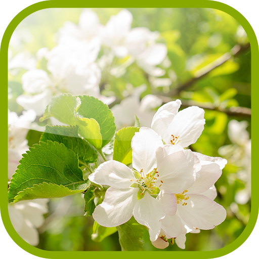 Flowering pear Wallpaper  Icon