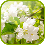 Flowering pear Live Wallpaper icon