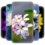 Cover Image of Download Flower Wallpaper  APK