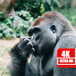 Cover Image of ダウンロード 4K Gorilla Wallpapers 1.0 APK
