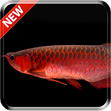 Red Arowana 3D LiveWallpaper icon