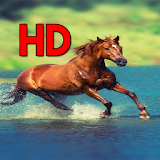 Free Horse Wallpapers icon