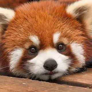 Red Panda Wallpaper