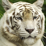 bengal tiger wallpaper icon