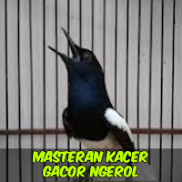 Masteran Kacer Gacor Ngerol
