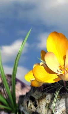 Nature Live ❁ Spring Flowers 3のおすすめ画像2
