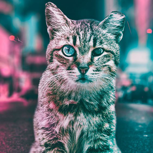 Cat Wallpapers