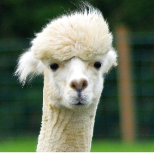 Alpaca Wallpapers logo