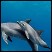 Dolphin Aquarium Finder Game 2020