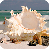 Shells Wallpapers icon