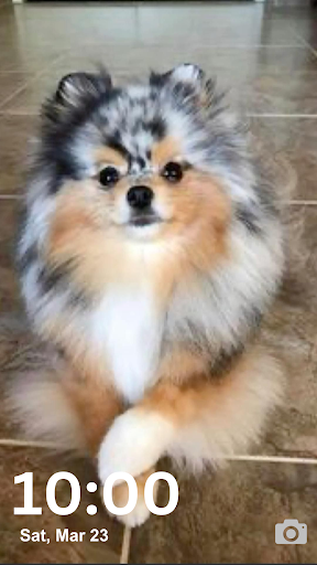 Pomeranian Wallpaper HD and 4K