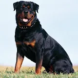 Rottweiler Live Wallpaper icon