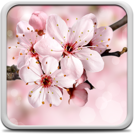 桜の花ライブ壁紙 Google Play のアプリ