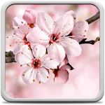 Cover Image of Baixar Cherry Blossom Live Wallapper 22.0 APK