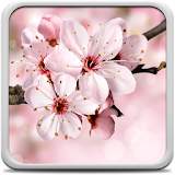 Cherry Blossom Live Wallapper icon