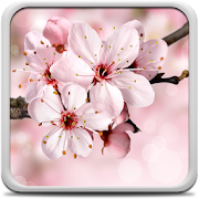  Cherry Blossom Live Wallapper 