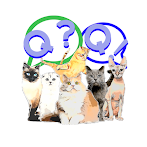 고양이 퀴즈