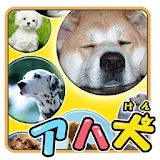Brain Training-Aha dog picture icon