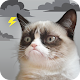 Grumpy Cat Weather विंडोज़ पर डाउनलोड करें