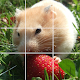Puzzle Hamster - Cute Hamster Puzzle