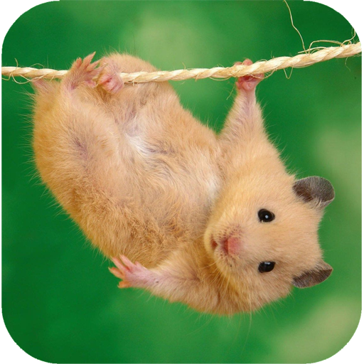 Hamster Wallpaper logo