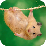 Cover Image of Download Hamster Wallpaper  APK