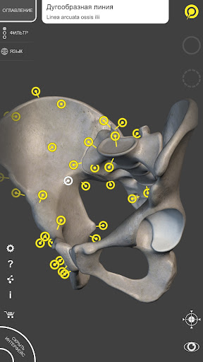 Скелет | 3D Анатомии screenshot 3