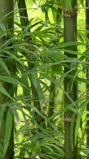 Android application green forest wallpaper screenshort
