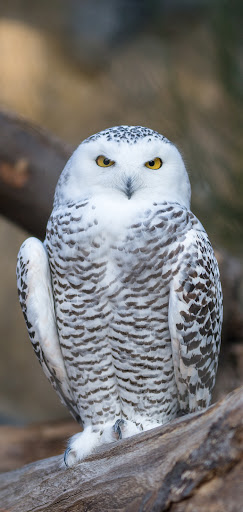Owl Wallpaper Screen 3