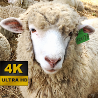 Sheep Wallpapers - 4K and UHD