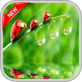 Green Water Live Wallpapers icon