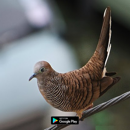suara pikat burung perkutut logo