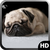 Pug Dog Wallpaper icon