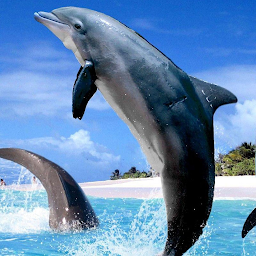 Icon image Dolphin Wallpapers