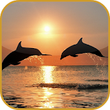 Dolphins Live Video Wallpaper icon