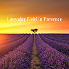 Lavender Field in Provence icon