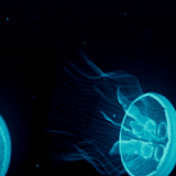 JellyFish  Live Wallpaper icon