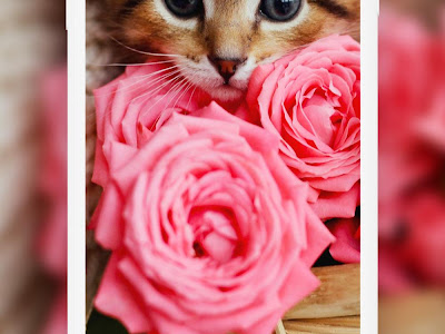 いろいろ 壁紙 可愛い 猫 の 画像 101096