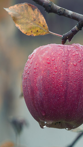 Android application red apple wallpaper screenshort
