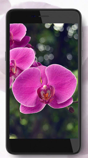 Orchids HD Wallpaper